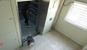 Phòng ngừa nguy cơ mất an toàn khi cùng thú cưng đi thang máy