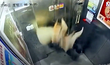 Người phụ nữ và chó cưng bị treo lơ lửng trong thang máy