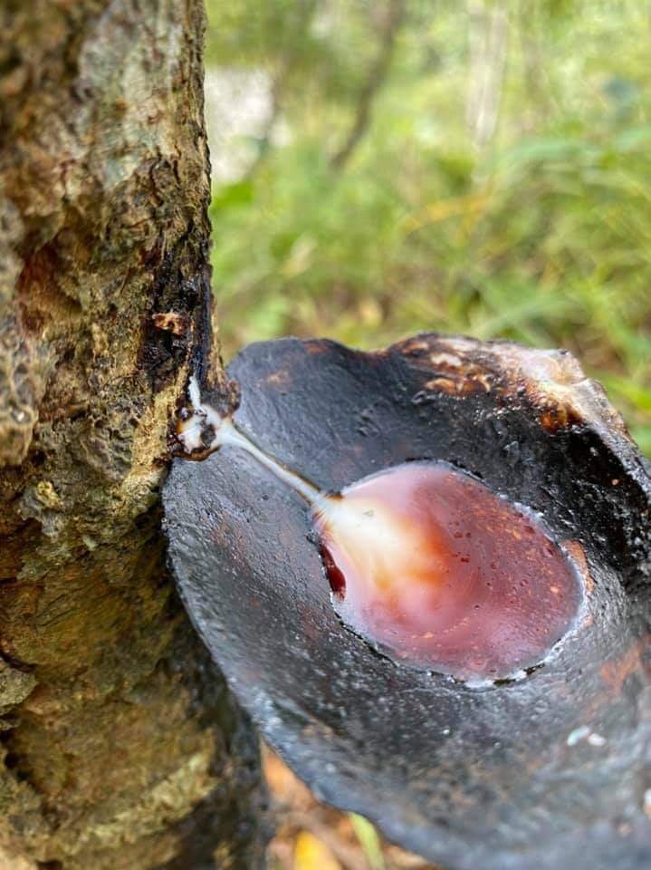 khi-son-mai-hoa-vao-thang-may-15639093512147395073